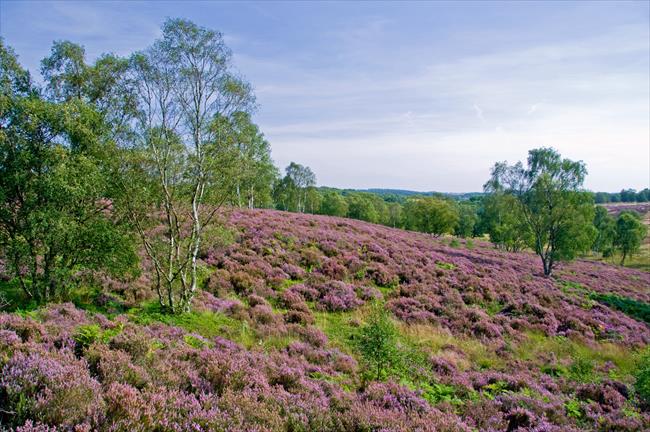 Heather at Cannock Chase, Staffs
