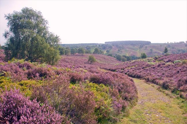 Heather at Cannock Chase, Staffs