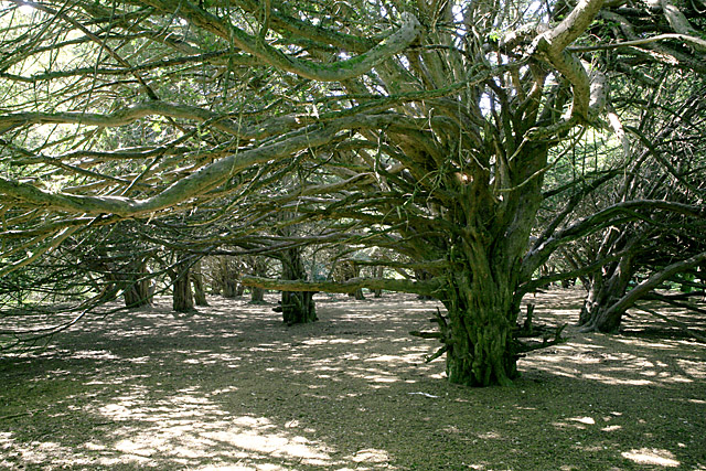 Great Yews woodland