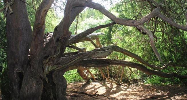Ancient yews at Kingley Vale
