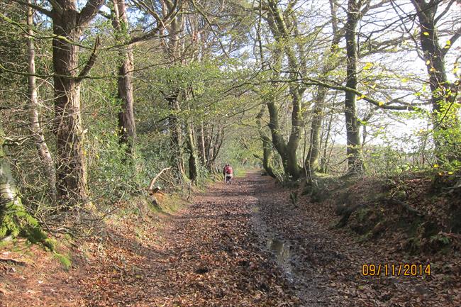 Beech Tree avenue