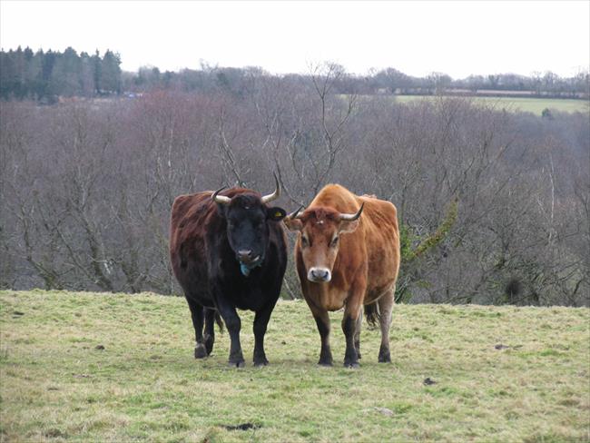 Cows