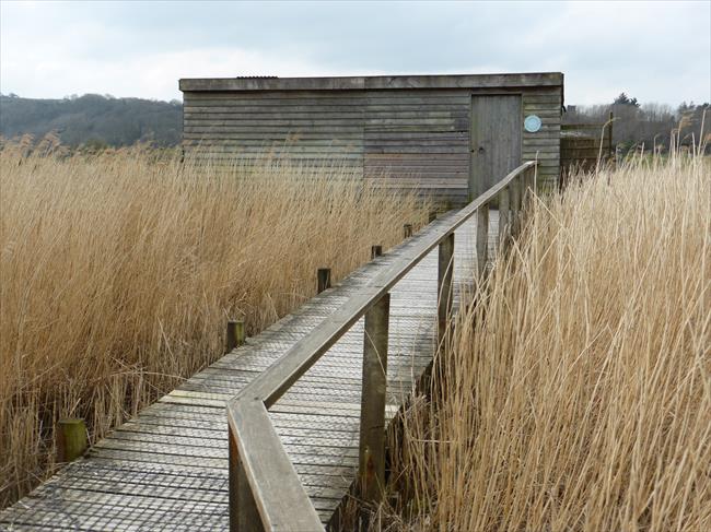 Boardwalk to Mallard Hide, Teifi Marshes Nature Reserve