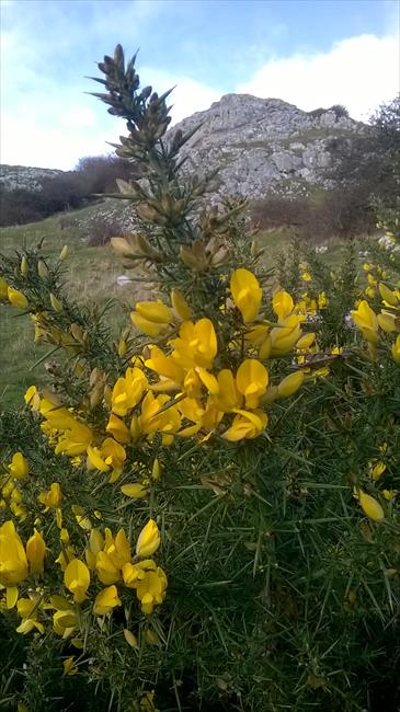 Gorse flowers on the Little Orme