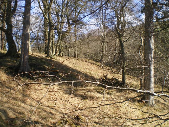 Stanhope Dene Woods