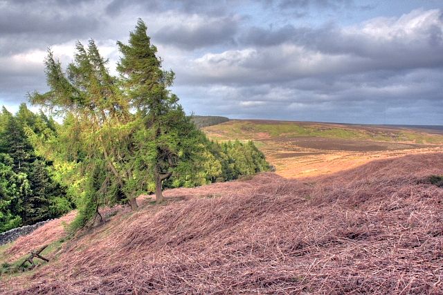 On Scarth Wood Moor