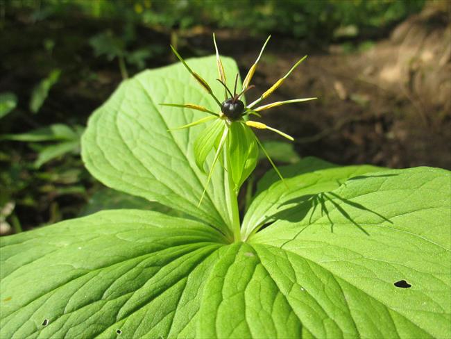 Herb Paris growing in Cwm George