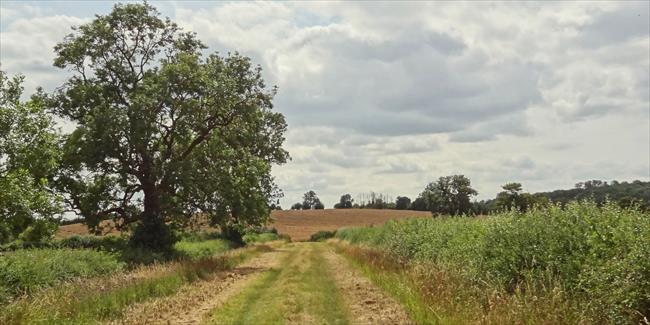 Green lane