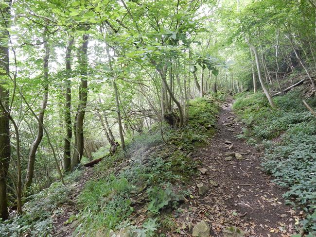 Into the woods 