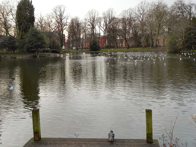 Alexandra Park Lake