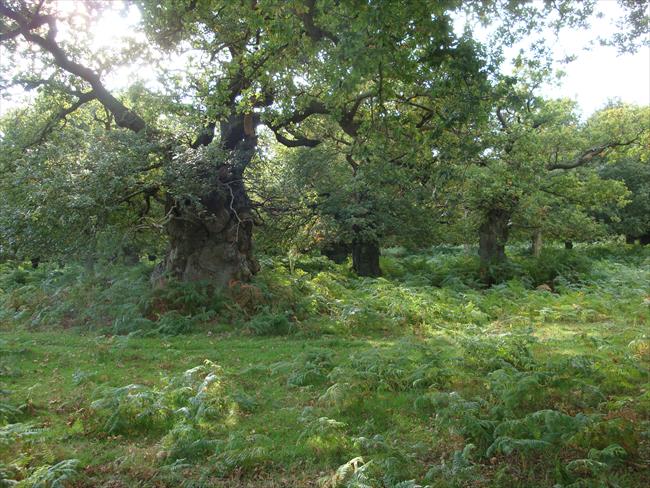 The ancient oaks of Staverton Thicks