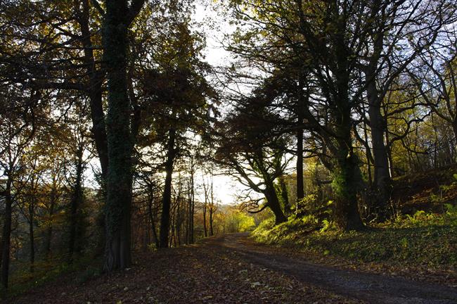 Mulgrave Woods in autumn