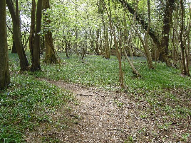 Lower Wood in spring