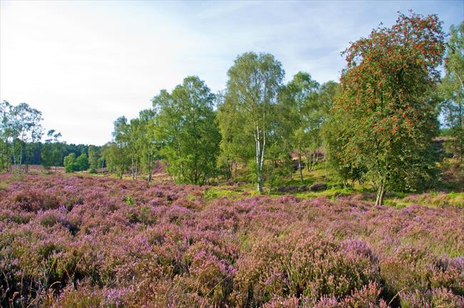 Heather at Cannock Chase, Staffs