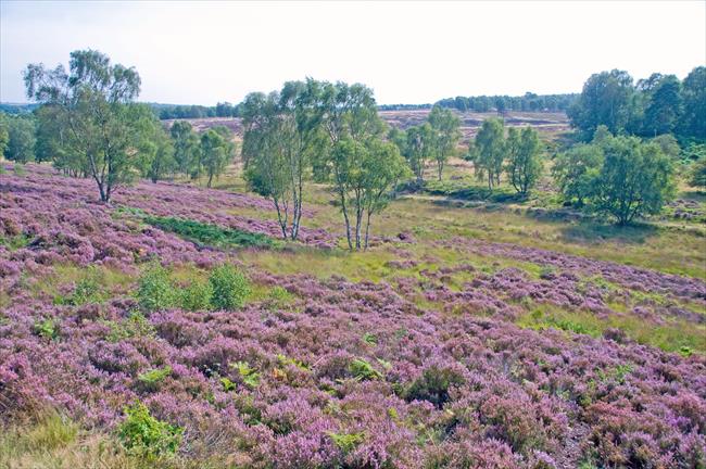 Heather at Cannock Chase, Staffs