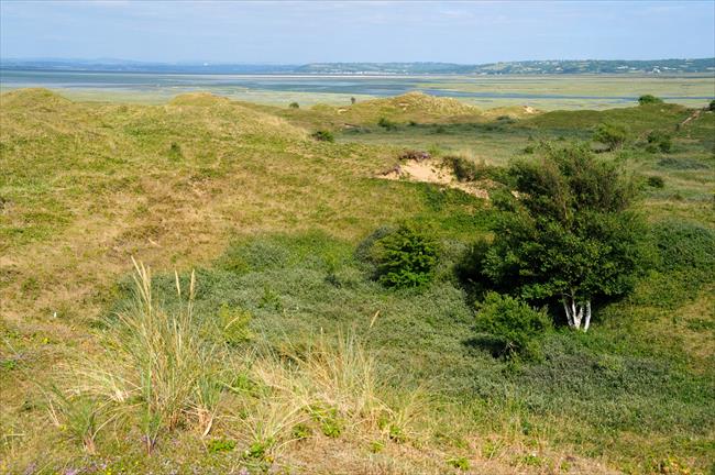 Whiteford Burrows