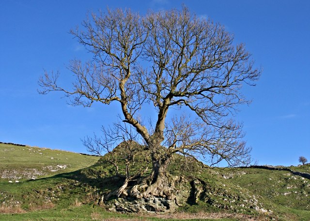 :Lone Tree at Pilsbury Castle