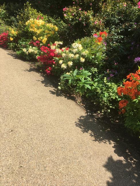 Flowers in Greenwich Park