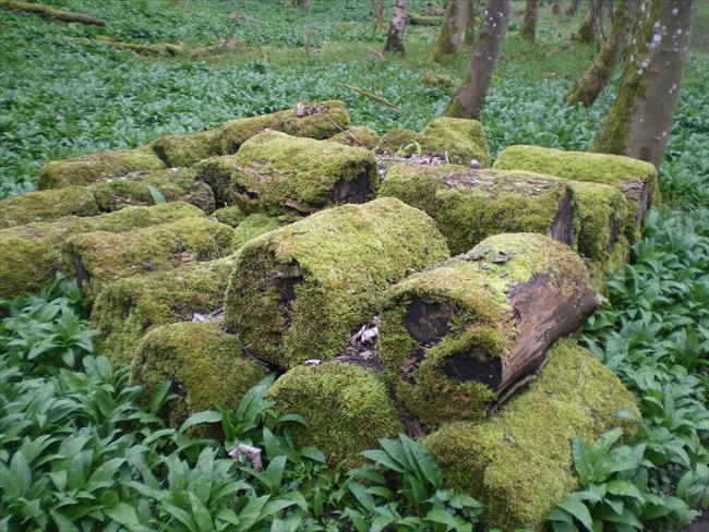 Logs in Deepdale