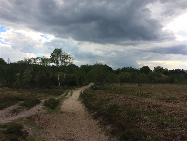 The heath at Shatterford Bottom