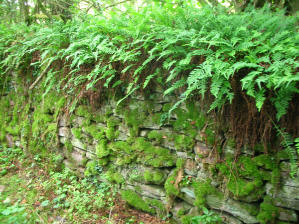 Part of a wall in the holloway Slwch Lane