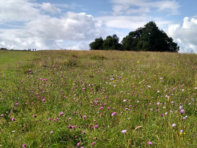Wild flowers on Farthing Down