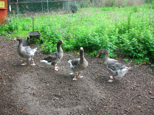 Geese at Caergwanafuchaf Farm