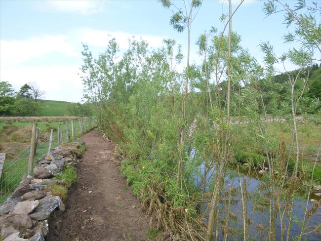 Spiling - in the Nent Valley by Cumbria C.C. assisted from funds arising from Storm Desmond in 2015