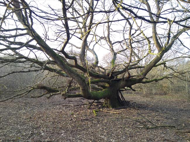 Old oak tree in Covert Way Nature Reserve
