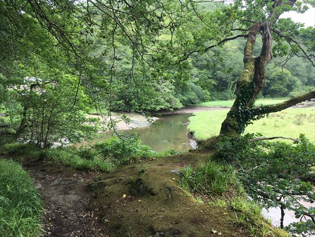 Walking alonside the West Looe River at low tide through Kilminorth Woods