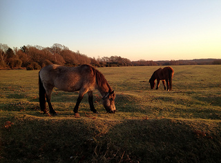 New Forest