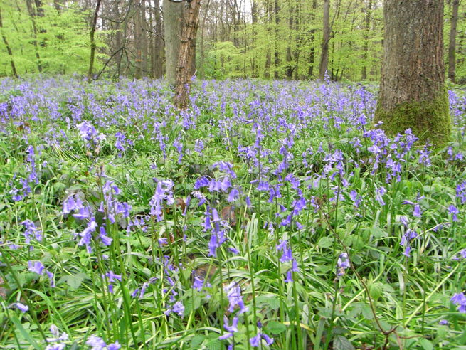 Bluebells in Cowleaze Wood