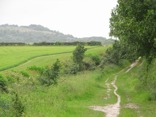 Icknield Way and Beacon Hill