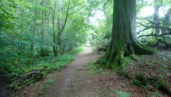 Woodland path