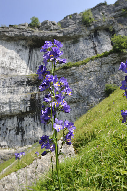 The limestone slopes around Malham Cove are ablaze with wild flowers in early summer