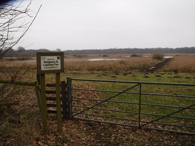 lopham fen