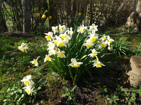 Daffodils at the Kettons