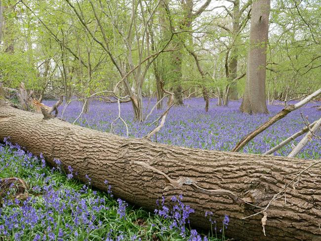 Bluebells in Stubbock's Wood