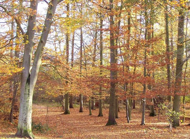 Late Autumn in Bourne Wood