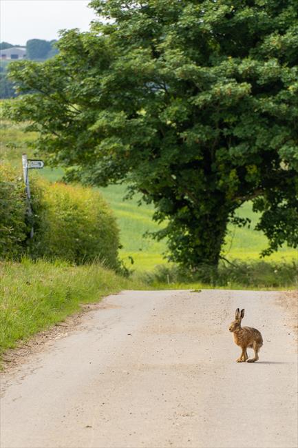 Take care, hares on the road at Salmonby