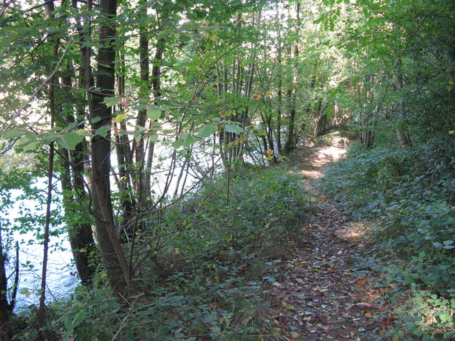 woodland path in arrow valley