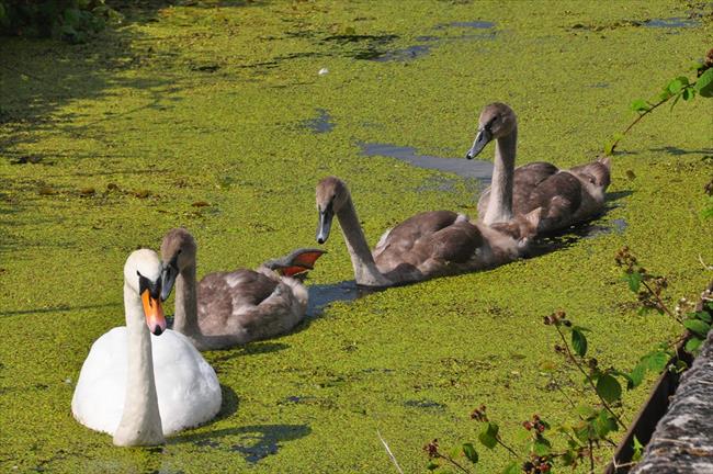 Family outing on Vyrnwy Aqueduct