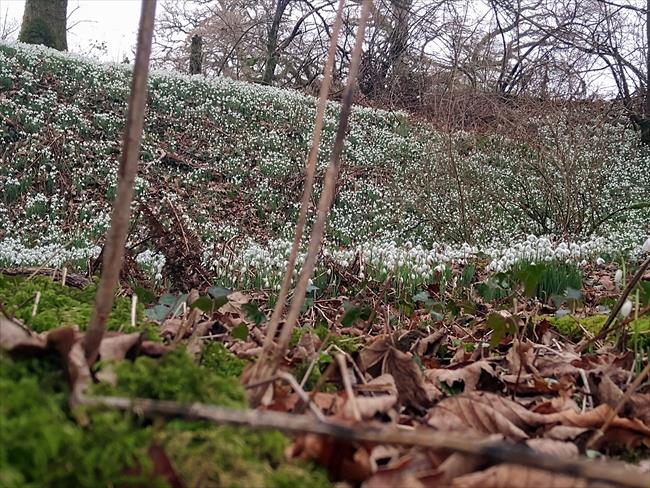 Snowdrops adjacent to Leckie Burn