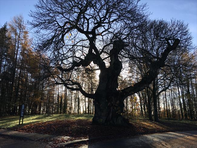 Sweet Chestnut Tree