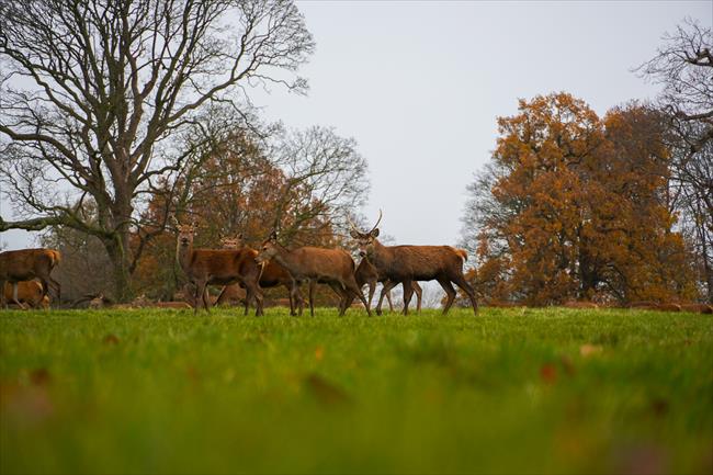 The inhabitants of Studley Royal deer park, Yorkshire's first World Heritage Site