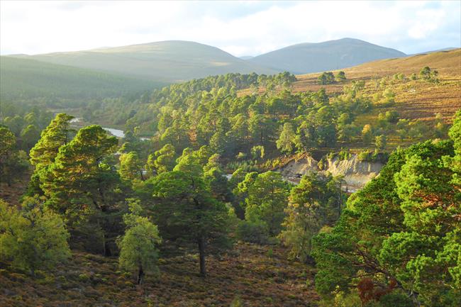 Upper Glen Quoich and the ancient pinewood.