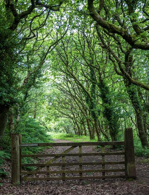 Into the woods.