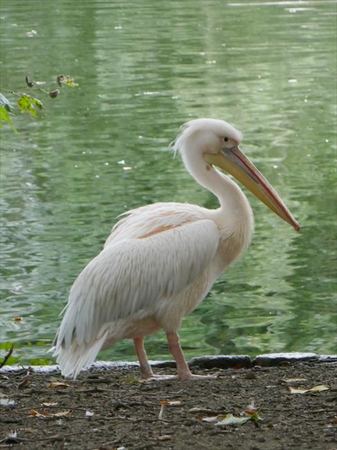 Pelican in St James's Park