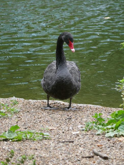 Black swan in St James's Park