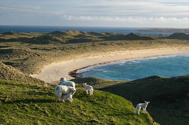 Sheep on Ben Feall